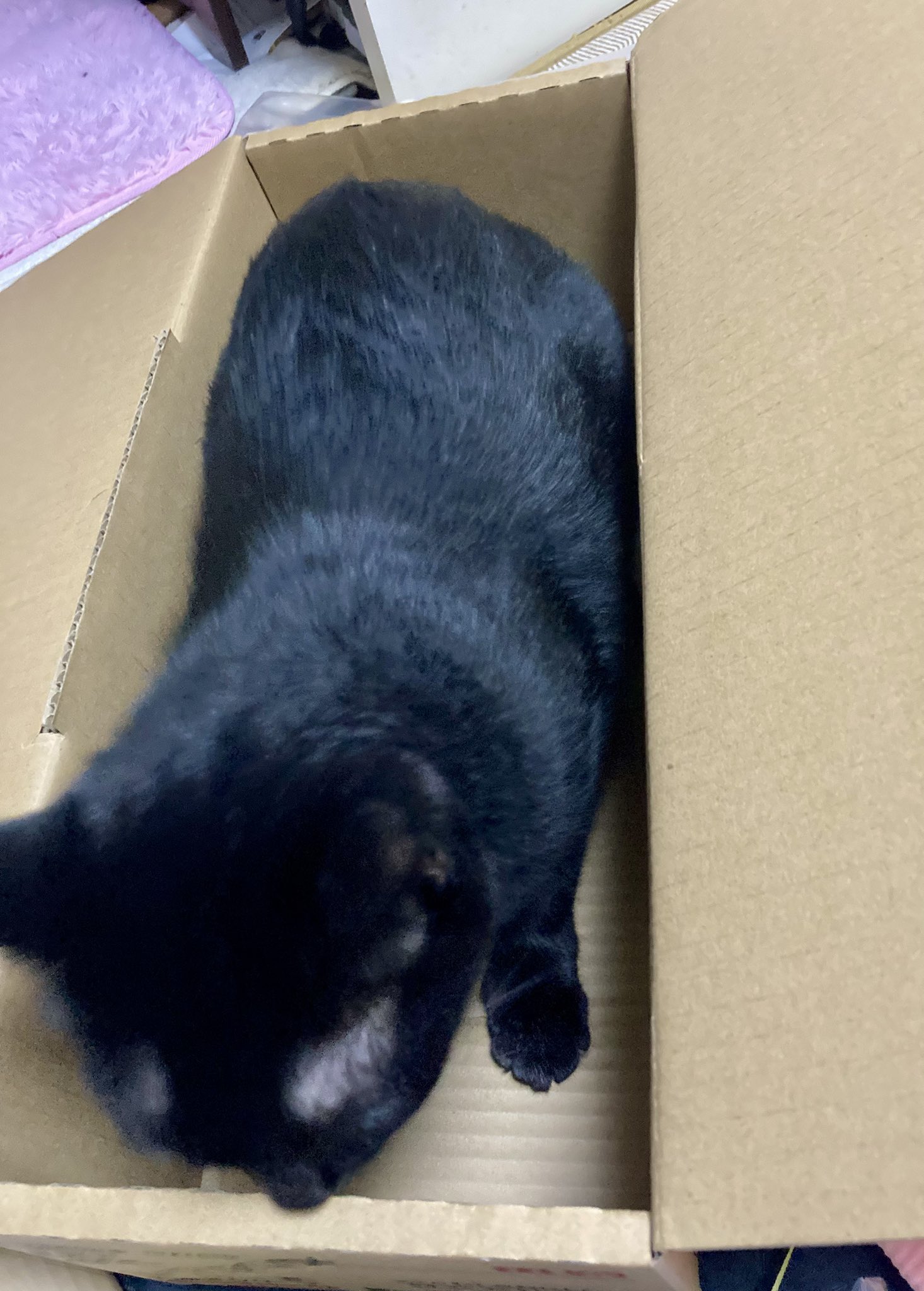 黒猫 うに3才 on X: 