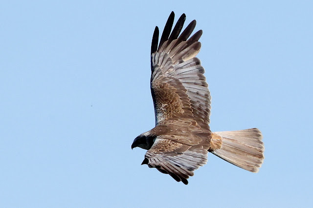 NEW BLOG: I Wonder How The Harriers Are Getting On? To view click on seymourbirdies.blogspot.co.uk