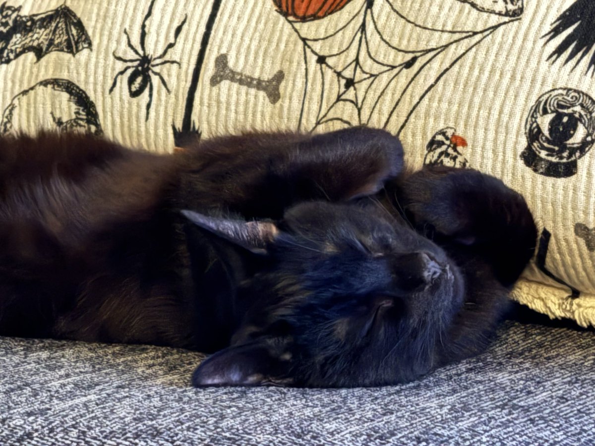 iNathanM's tweet image. Not only a big day with the Unfinished Business launch… but these two have properly settled into normal day to day life here too 😭
Only 4 days ago Tarot was hidden under the sofa… now she’s demanding belly rubs and rules the place. Toothless is much happier now mum is calm 😅