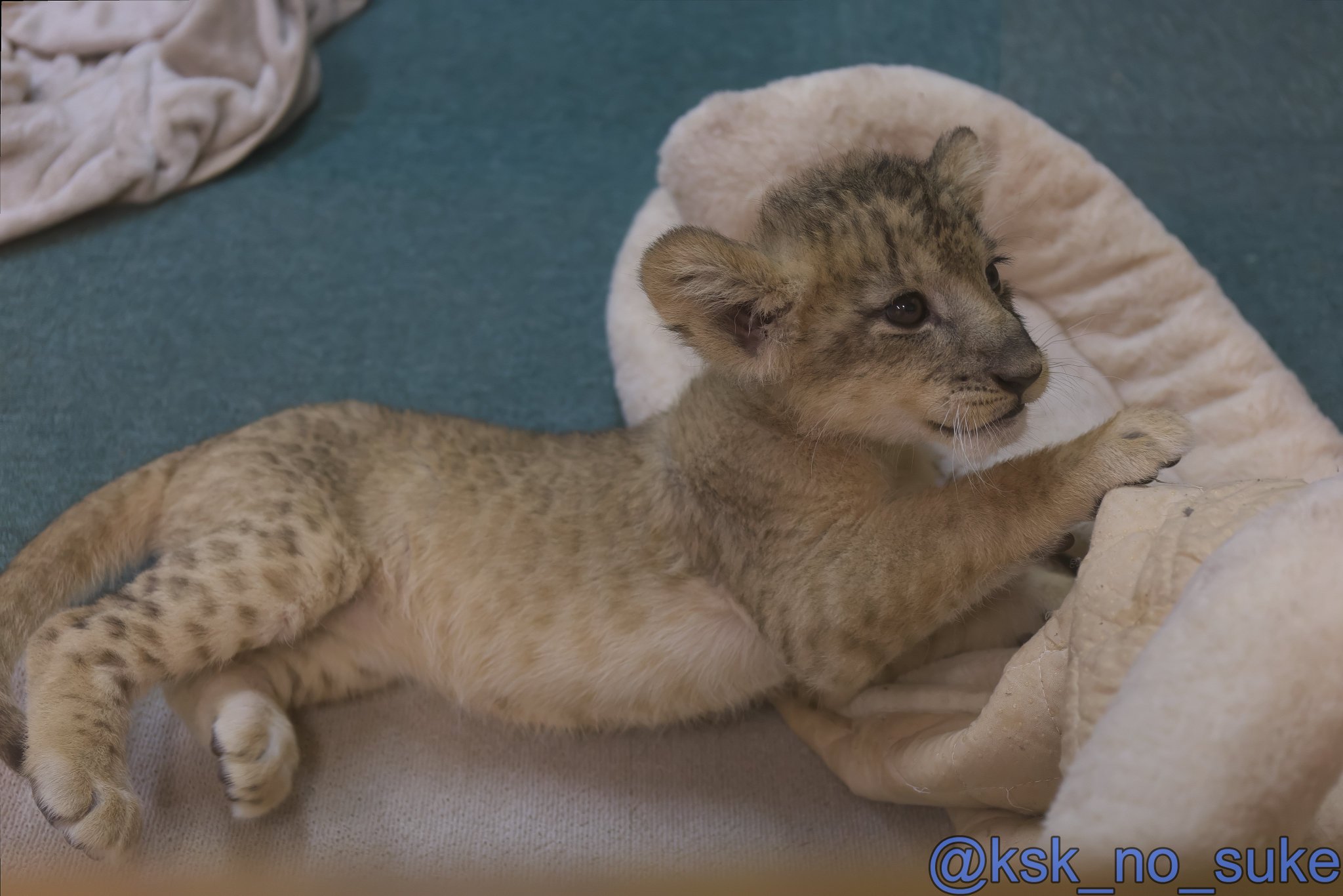 しげぞうライオン よこはま動物園ズーラシアにてライオン🦁 2025/5 #よこはま