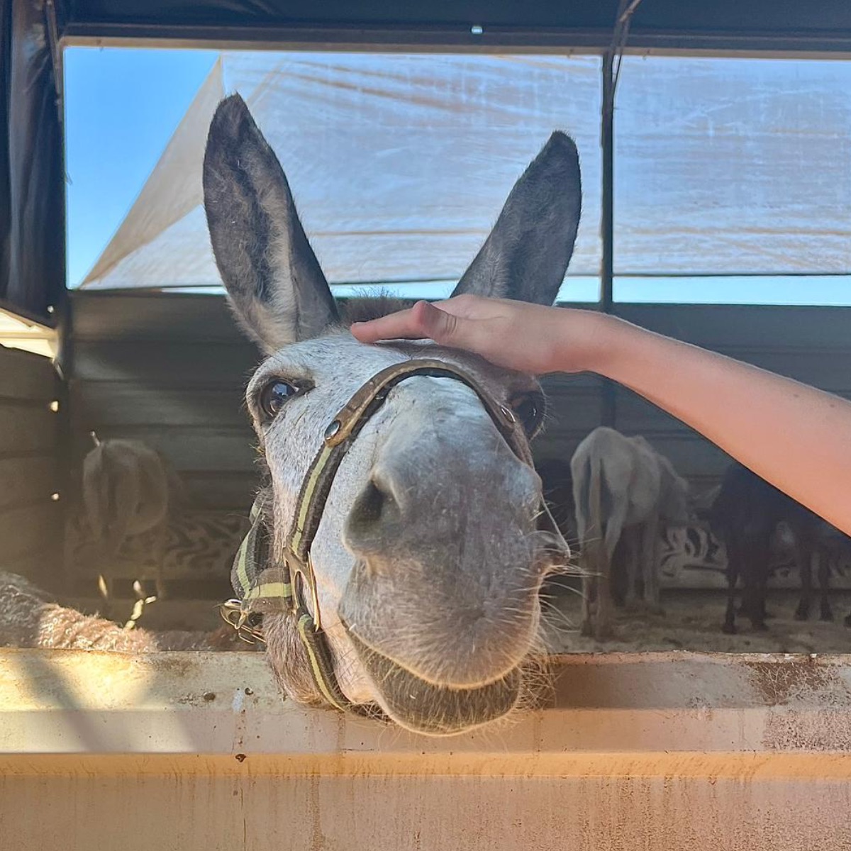 safehaven4donks's tweet image. Your weekly donkey news 🫏 - mailchi.mp/safehaven4donk…
☀️ Summer at the sanctuary means watermelon treats, grooming, and lots of love for our rescue donkeys! All thanks to your support. Check out our latest e-news for heartwarming updates and photos! 🧡🐴