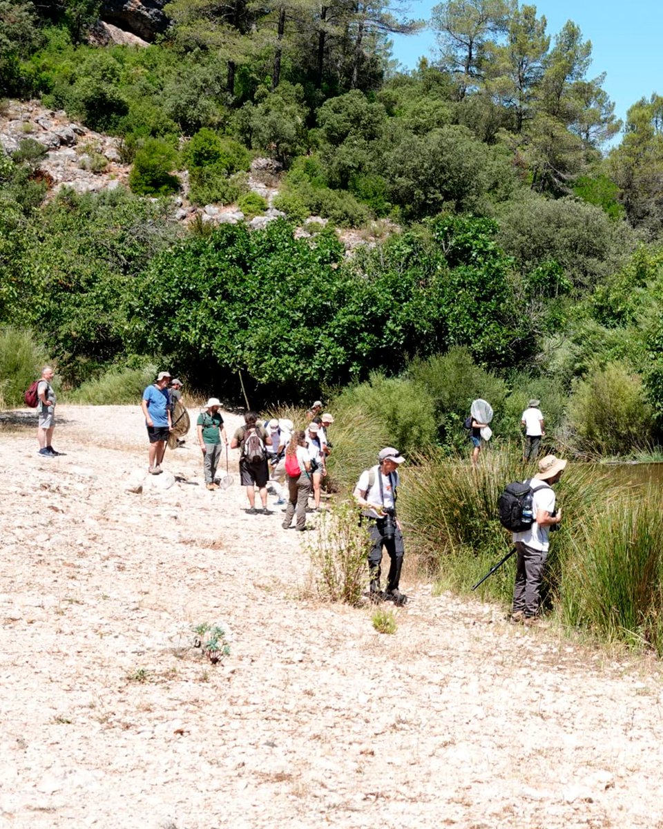 museuterresebre's tweet photo. 🔝 Les Terres de l'Ebre han acollit el IV Simposio Ibérico de Odonatología!

De l'11 al 13 de juliol, el Museu de les Terres de l'Ebre i el Parc del Mussol hem estat epicentre d'aquesta trobada de referència per als estudiosos de les libèl·lules de la península Ibèrica. https://t.co/k2SLFJ2Gh0