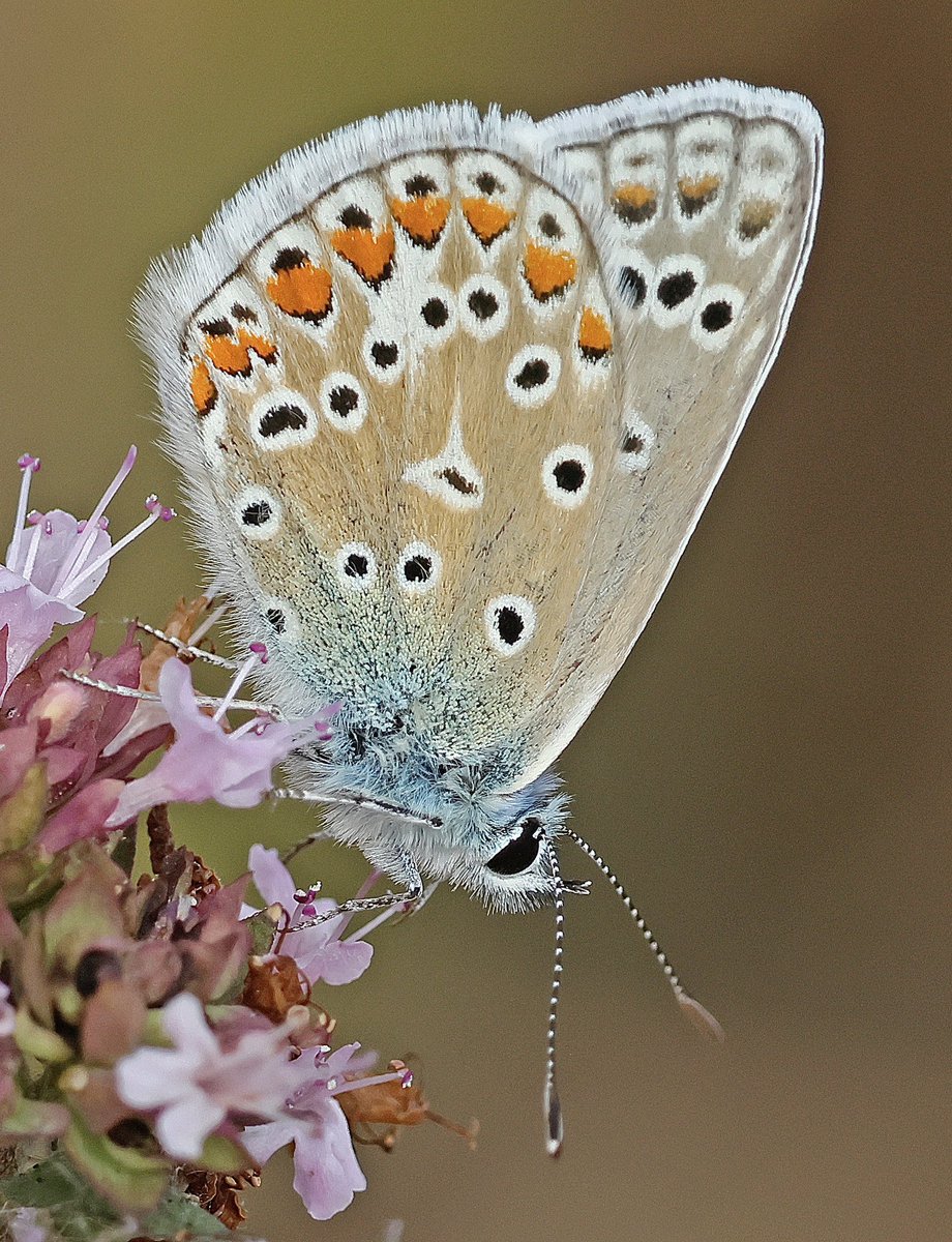 nikols_steve's tweet image. Fresh male Common Blue, Ryton Wood Meadows. @BCWarwickshire @savebutterflies
