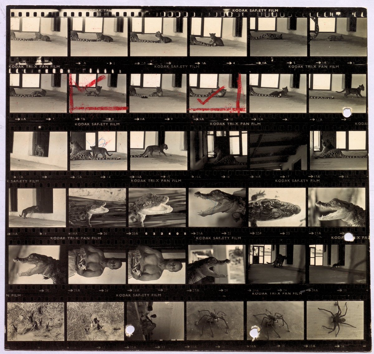 Archives_NCBS's tweet image. (Reopened) Call for Archiving Interns - Photographic Records
Inviting students, artists, and photographers to join the archiving team to help us process photographic records related to wildlife, ecology, national parks etc in South India.
archives.ncbs.res.in/internships