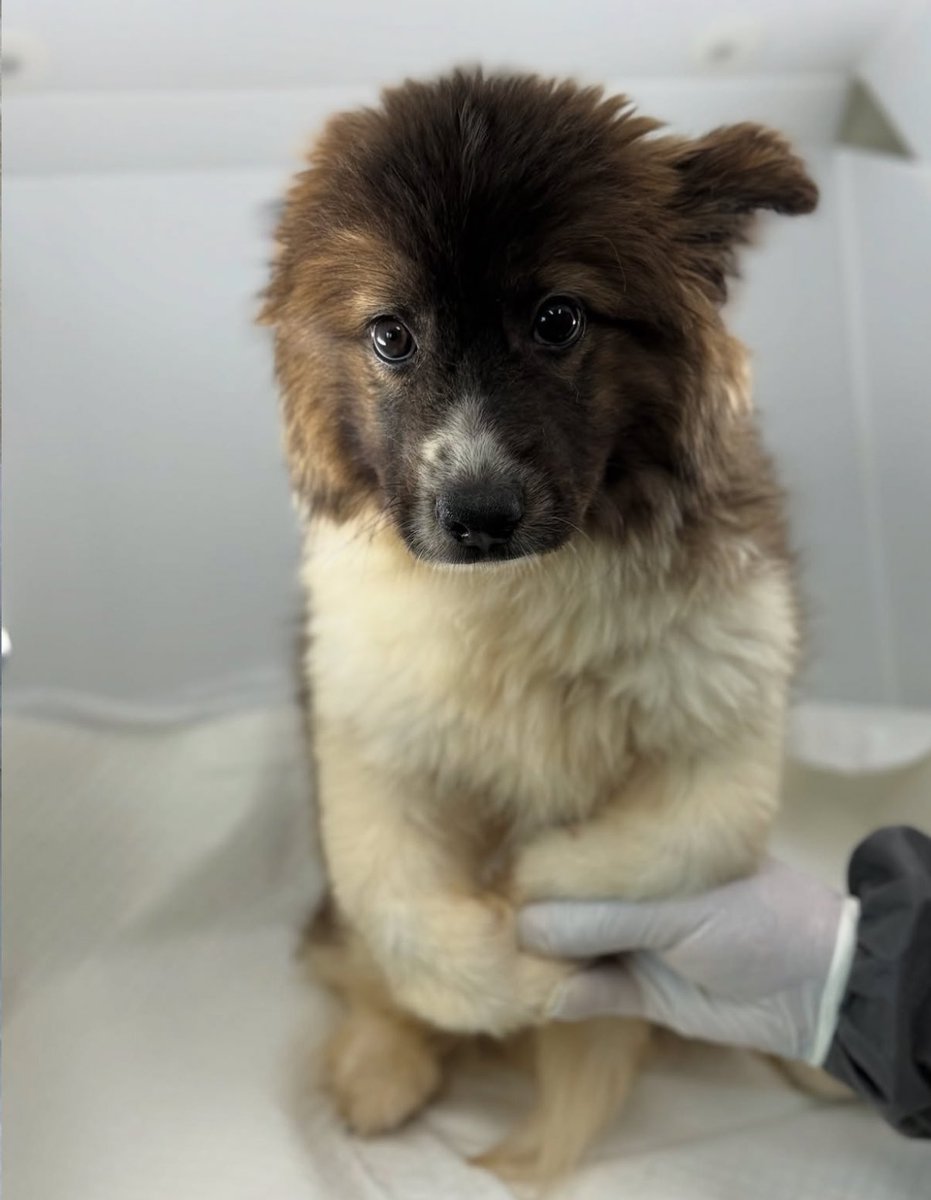 사람 손 꼭 붙든 이 순둥이에게 기적이 일어나기를