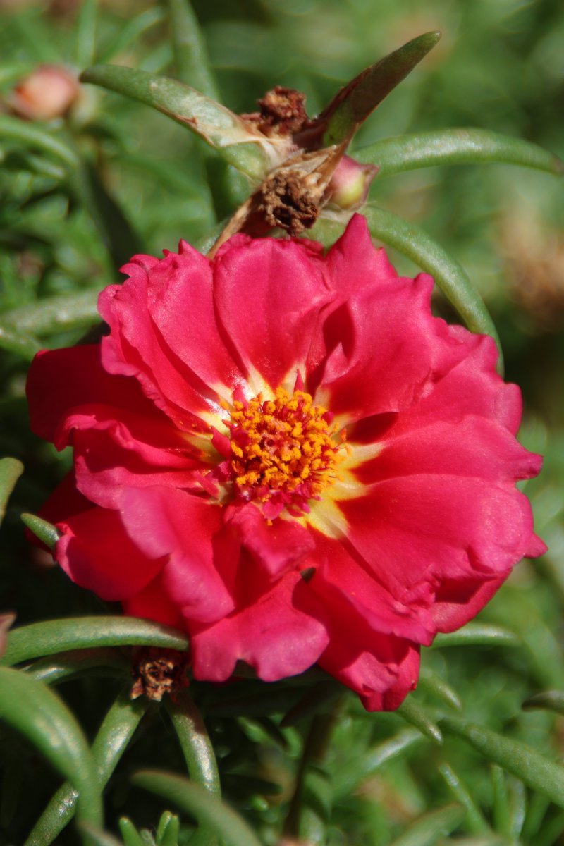 gontanokoneroku's tweet image. Rose moss 鈽猴笍
#Flowers #RoseMoss #PortulacaGlandiflora