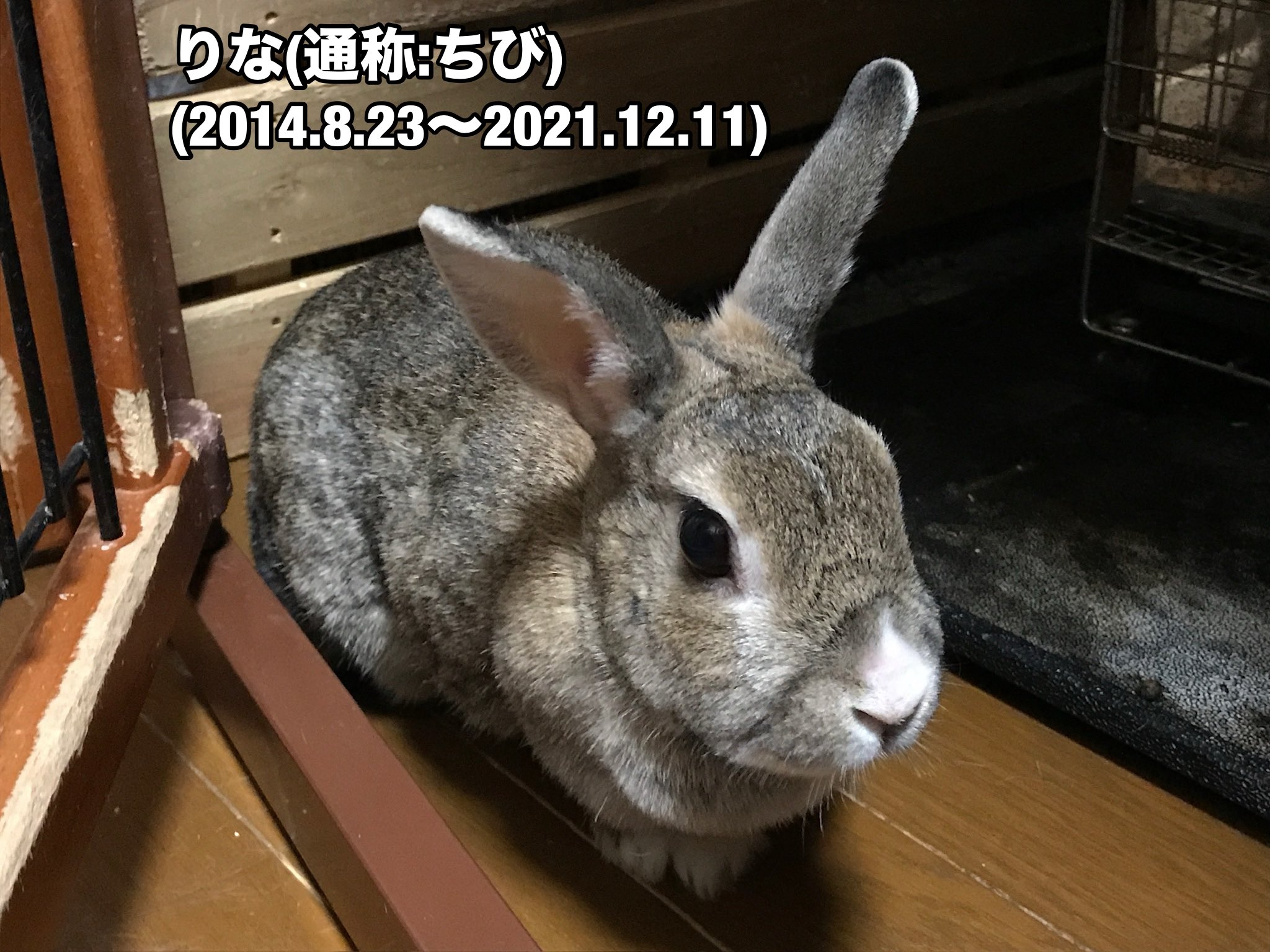 【野うさぎ♡】 野うさぎロロくん（wild rabbit roro🐰）🇯🇵 | おみみピンッ