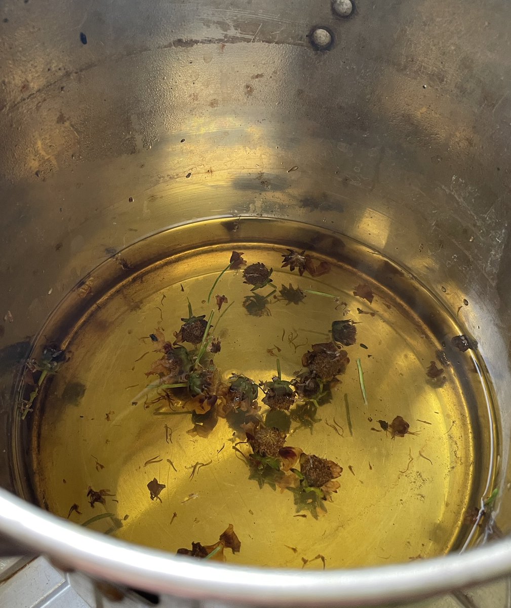 redrubyrose_'s tweet image. The plant-dyeing has been scant this year. It’s a mercurial mojo that comes and goes. I’m grateful when it appears but I don’t chase the process. This coreopsis needed deadheading and there is colour even in this small handful. Now to hunt down some mordanted cloth.