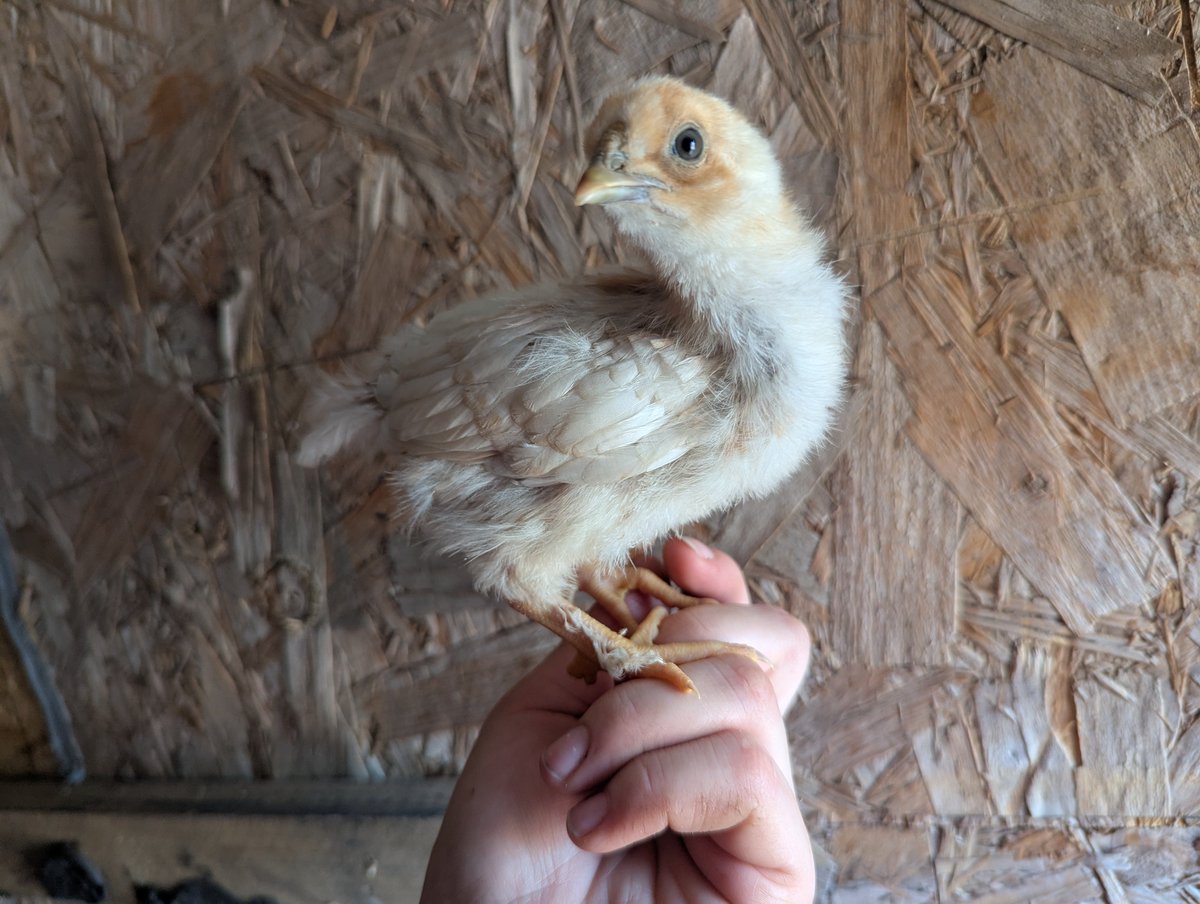 MuffledBerri's tweet image. Chicken nugget will be sold with a sibling to the yard kids friend, they're not gonna keep any from this clutch💔