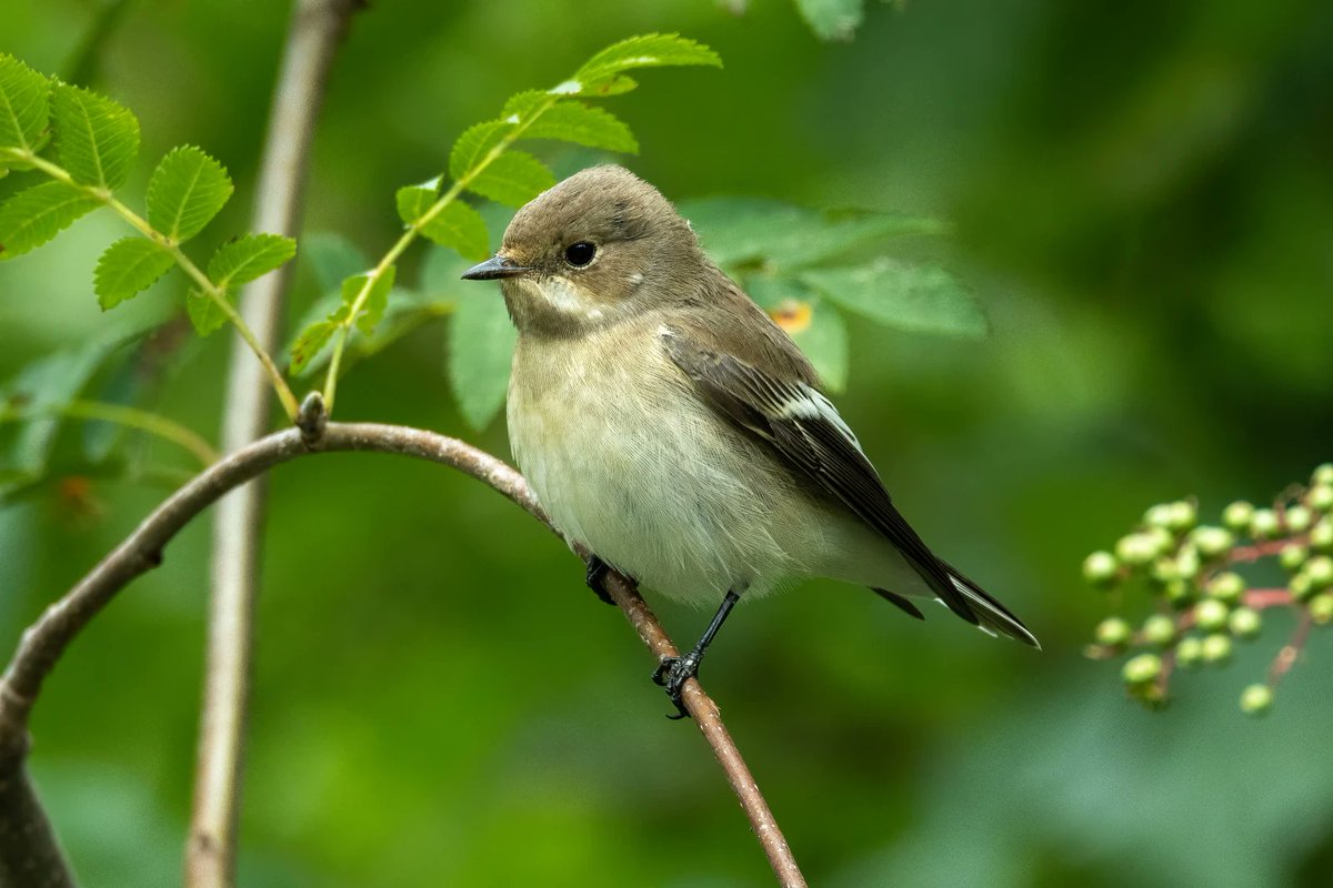 Standard nestling manipulation by researchers does not affect fledging age 🐣🐤

This is the main conclusion of a field experiment on the pied flycatcher (Ficedula hypoleuca) published in the latest issue of our journal #Ardeola 🗞️

➡️ardeola.org/en/volumes/722…

#birds #ornithology