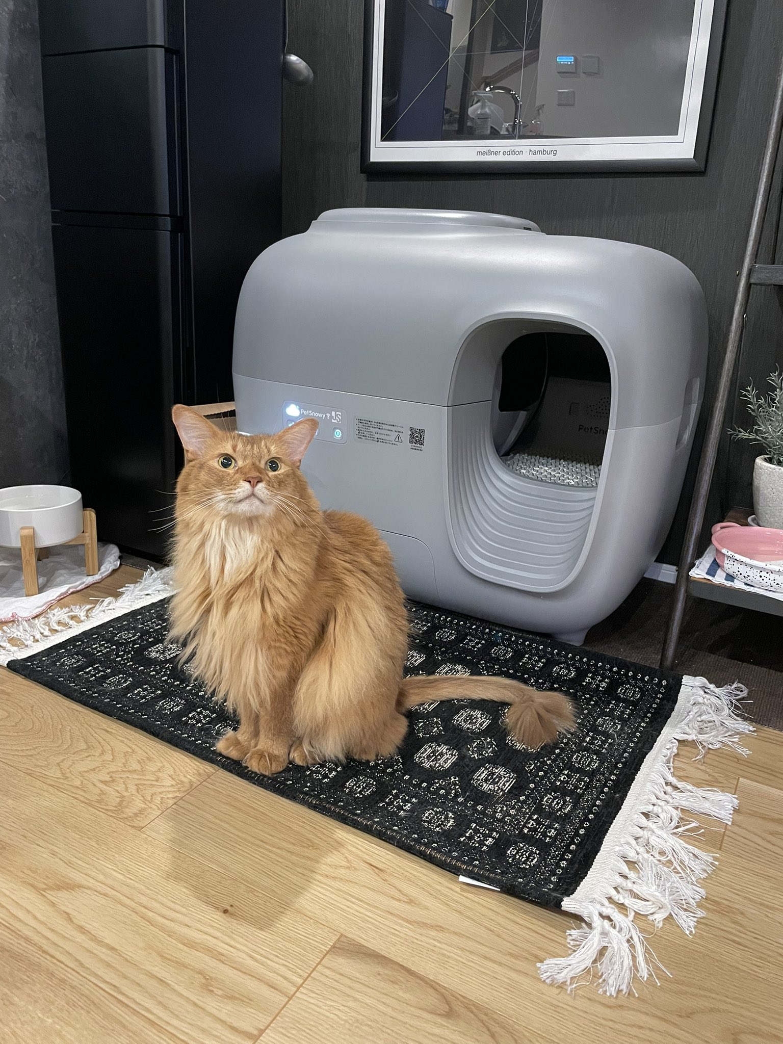 PetSnowy | ペット用品😺🐶 (@PetsnowyJapan) / X