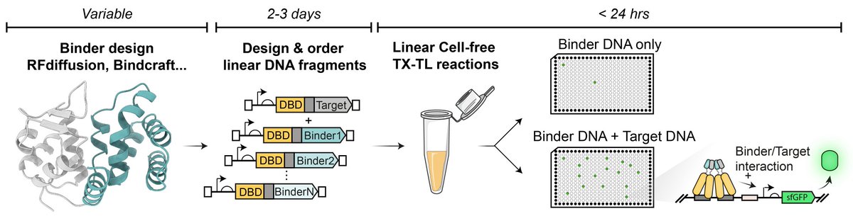 You designed binders for your favourite protein and wish there was a way to experimentally screen them within 24h w/ only a set of pipettes and a plate reader?

Check out our Cell-Free 2-Hybrid approach (CF2H)

Full post: tinyurl.com/48cz5nb6

Preprint: biorxiv.org/cgi/content/sh…