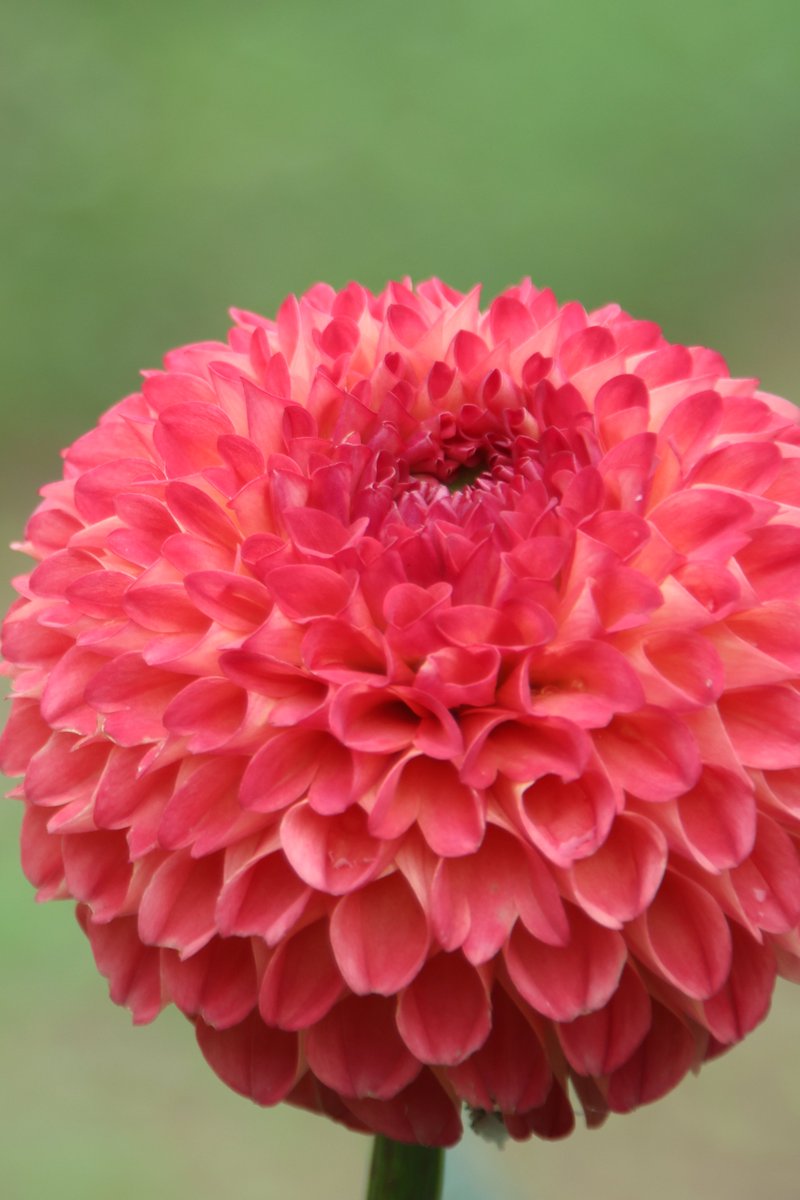 gontanokoneroku's tweet image. Dahlia 馃グ
#Photography #Flowers #Dahlia
