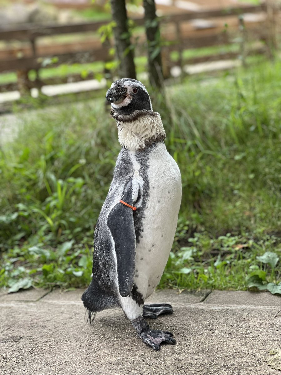 Penguin - Search / X