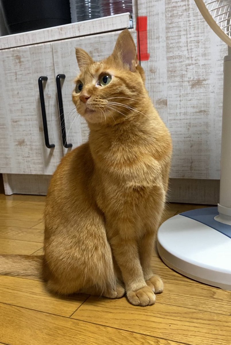 つぶ on X: 