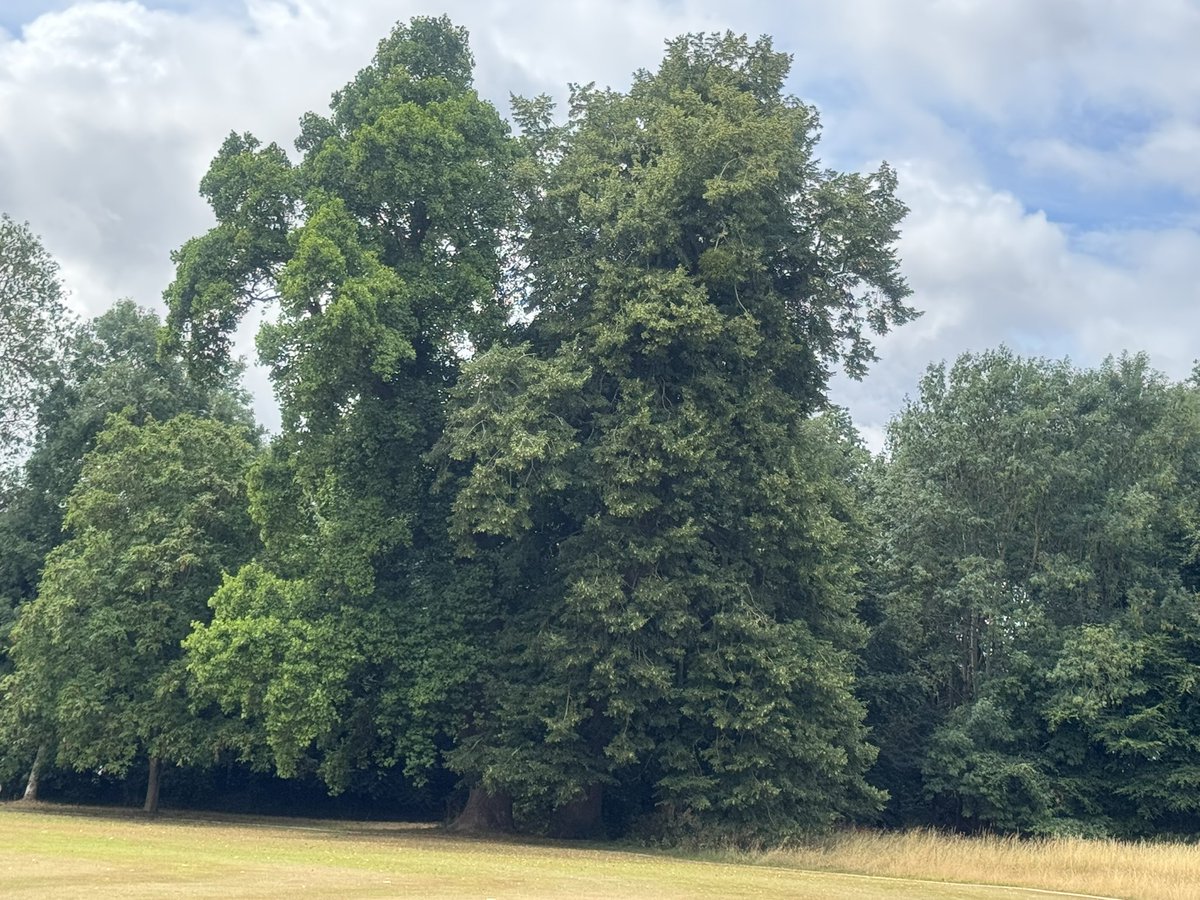 JackiHicks's tweet image. Todayโs cricket venue is Birlingham CC for #WorcesterOver70s v #CornwallOver70s - lovely ground surrounded by spectacular trees ๐ณ ๐ฒ