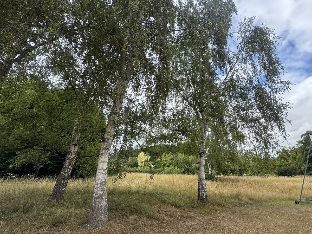 JackiHicks's tweet image. Todayโs cricket venue is Birlingham CC for #WorcesterOver70s v #CornwallOver70s - lovely ground surrounded by spectacular trees ๐ณ ๐ฒ