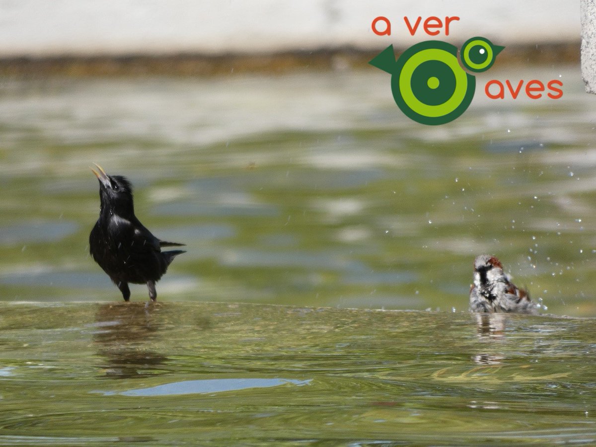 Uffff, quién fuera estornino, o gorrión🐦‍⬛🐦‍⬛💦💦💦
Qué fresquitos estáis ¿verdad? Qué envidia.
En el parque de Azorín, en Puente de Vallecas, Madrid.
#AvesCercadeCasa #AvesdeBarrio