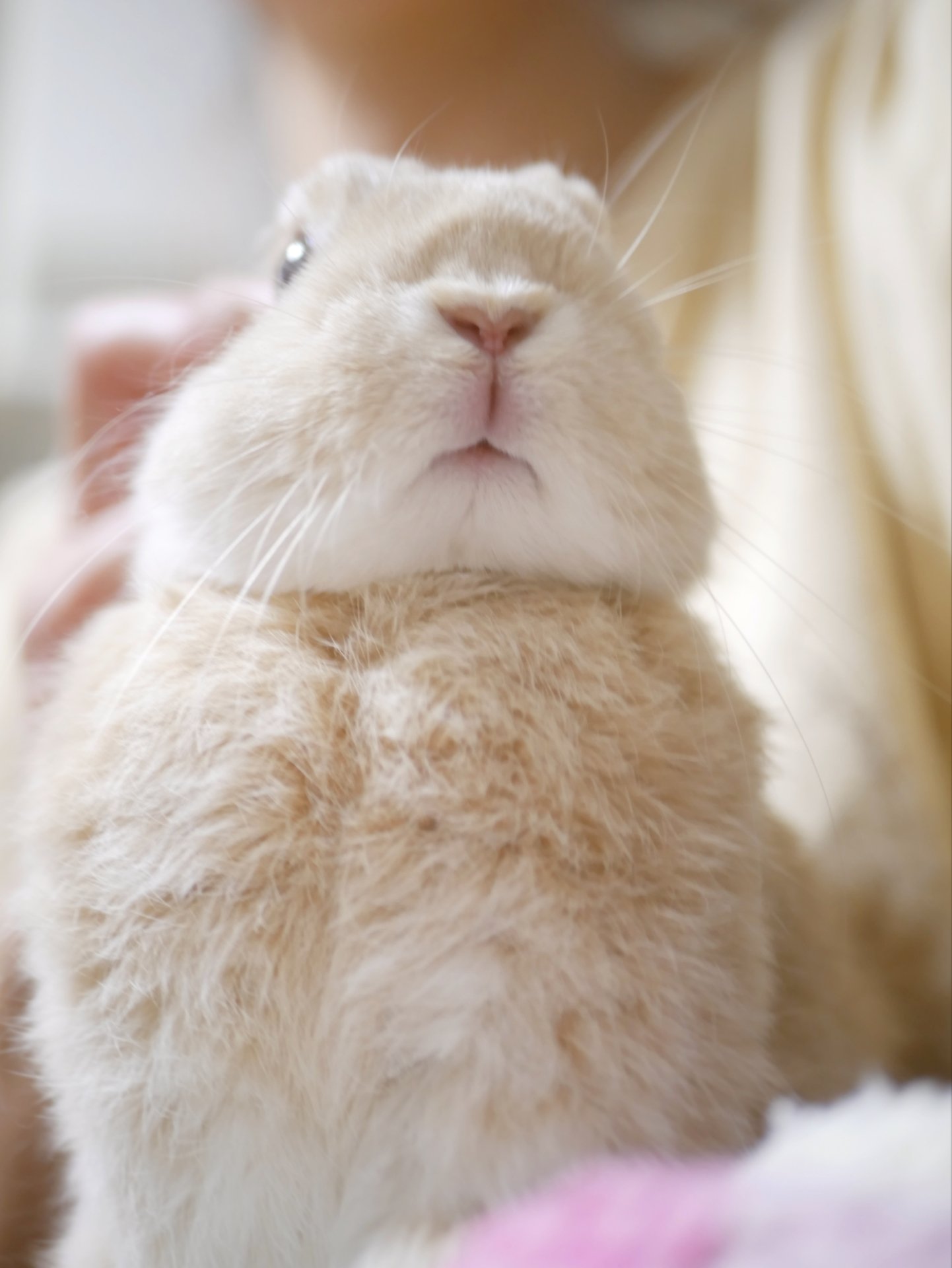 うさぎのひのき🌳 Hinoki bunny on X: 