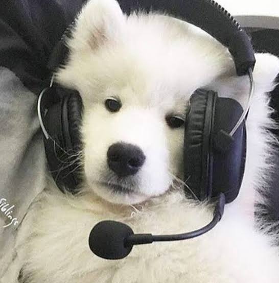 phu_as_samoyed's tweet image. เกมเมอร์ท่านหนึ่ง 

#PHUTATCHAI