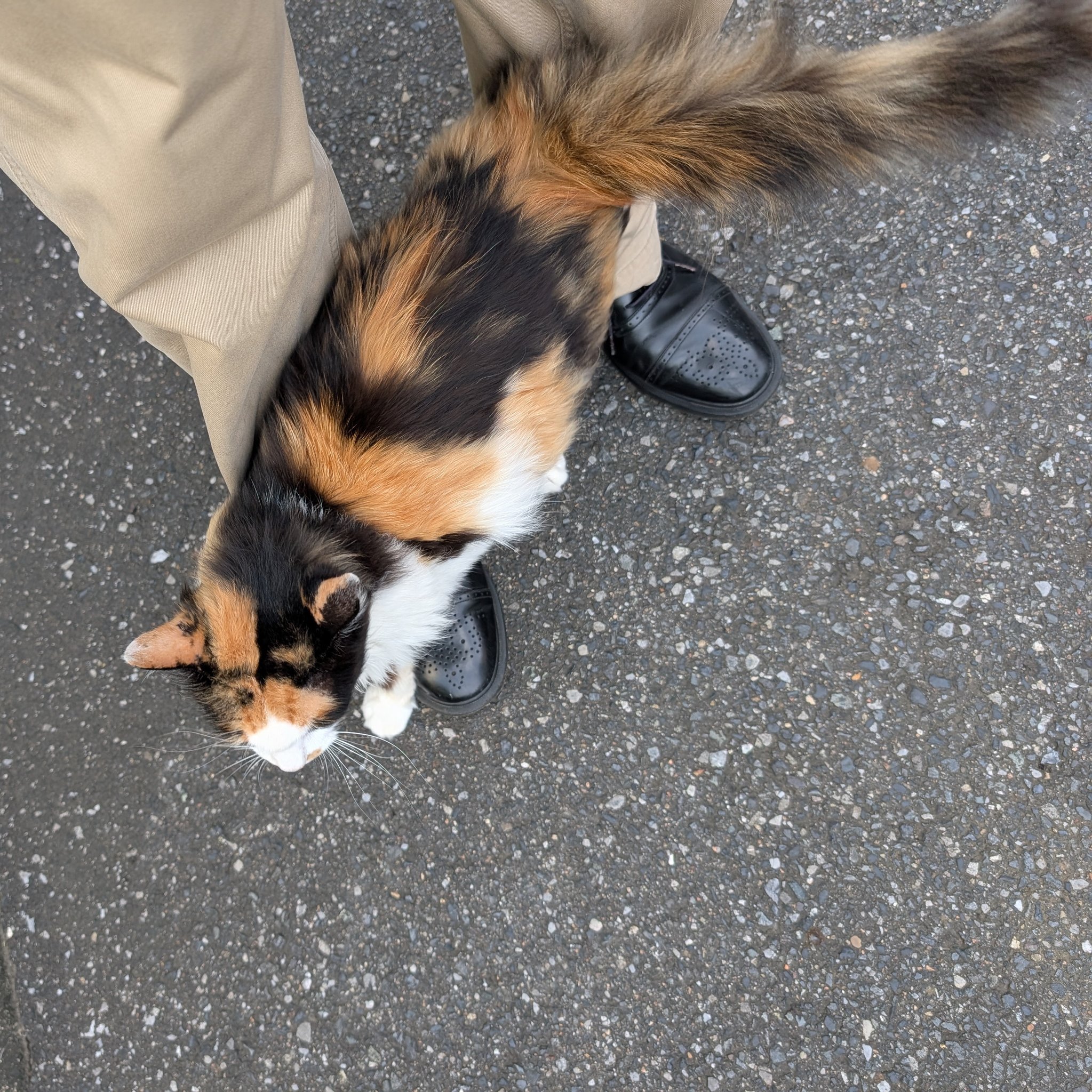 ねこ SCP-040-JP 