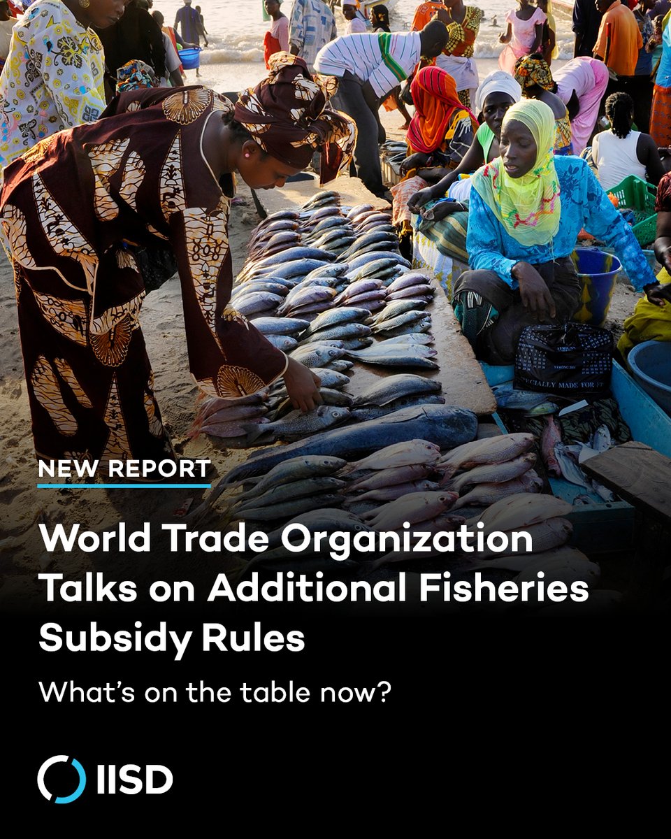 🎣 Casting a line against harmful fisheries subsidies

Our 🆕 report covers:

🔹Ongoing talks since the #WTOFishAgreement
🔹 The draft text with new rules &amp; the rationale behind them
🔹Key considerations from a sustainable development perspective 🌱

🔗: iisd.org/publications/r…