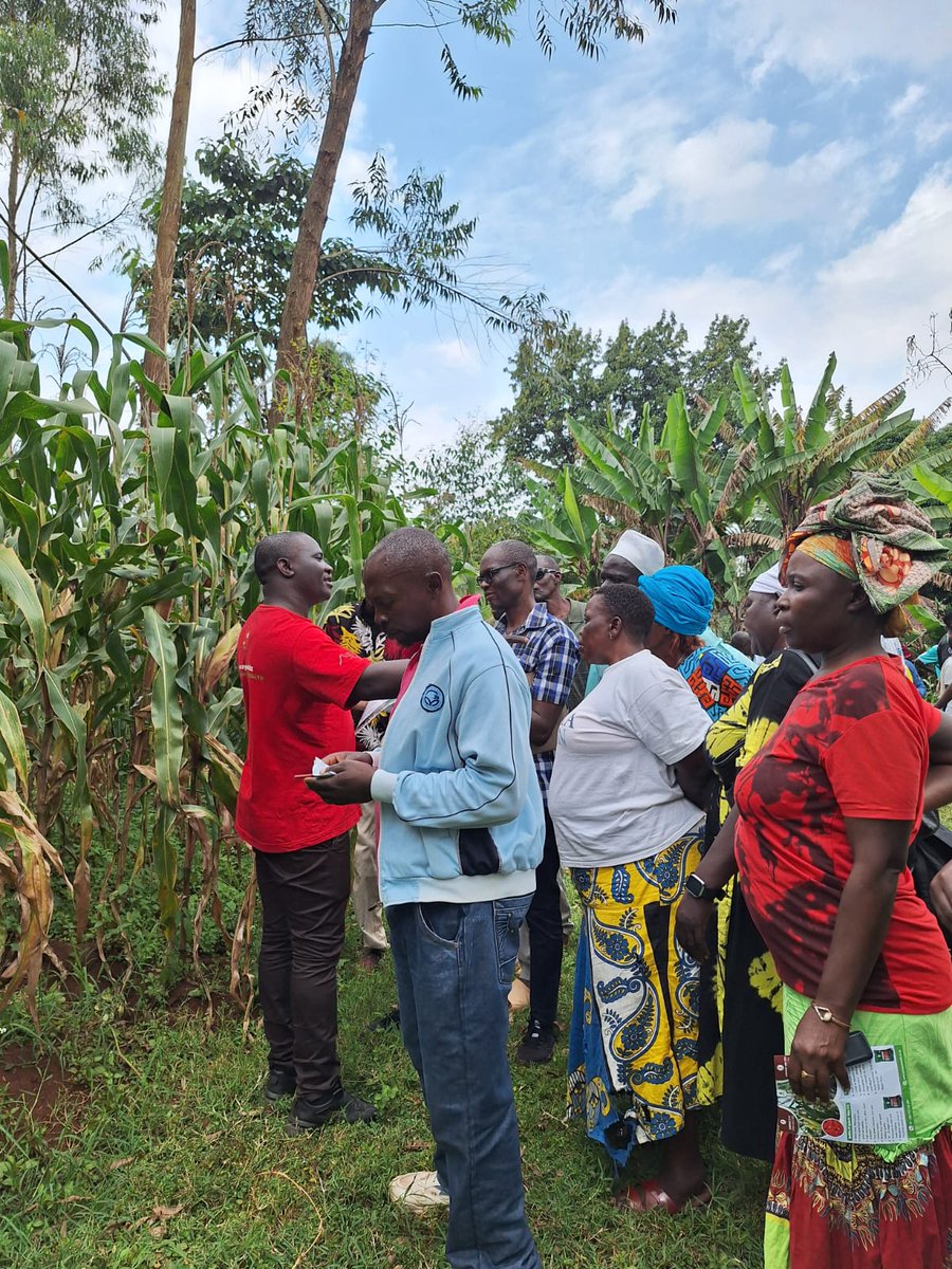 <a href="/aatfafrica/">AATF Africa</a> Seeds System Team is in Western Kenya, educating farmers on the benefits of hybrid maize, on safe nutritious foods and best practices in terms of Post Harvest Management for high quality yields.

Caleb Obunyali, Programme Officer-Seeds Systems at AATF says "Food