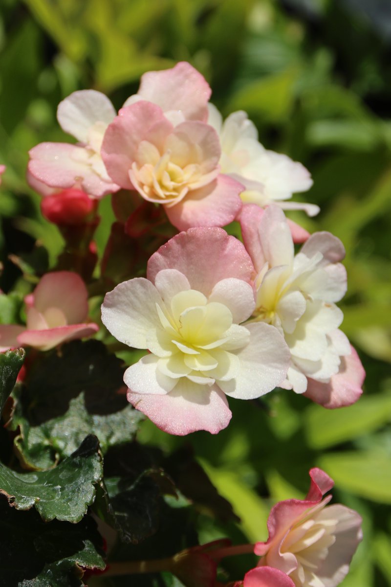 gontanokoneroku's tweet image. Begonia 馃槉
#Photography #TuberousBegonia #BegoniaTuberhybrida