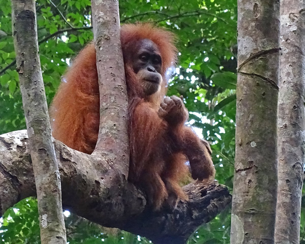 OrangUtansInNot's tweet image. #OrangUtans sind einzigartig. Sie übernehmen wichtige Funktionen für den Erhalt des Regenwaldes, sie sind die größten baumbewohnenden Lebewesen und sie sind unsere Verwandten! Aber leider sind sie auch vom Aussterben bedroht. Spende jetzt für Orang-Utans: shorturl.at/wFhQH