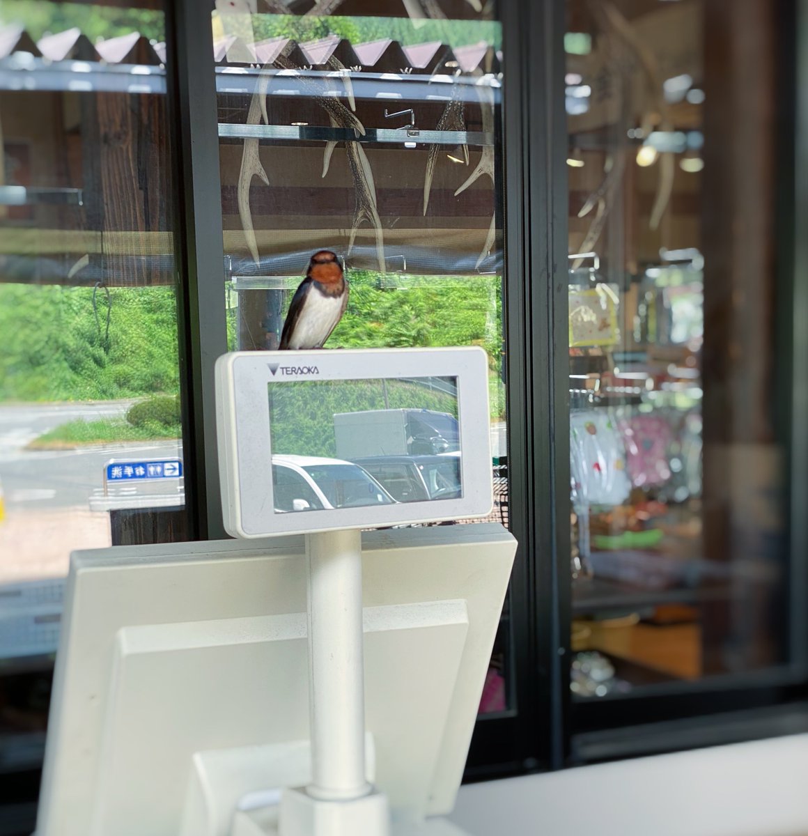 0141hamuuu's tweet image. この前行った店のレジ打ちの店員さん、ツバメだった