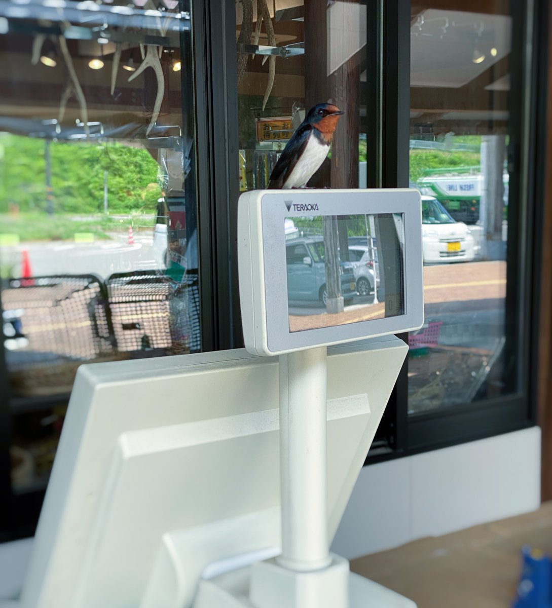 0141hamuuu's tweet image. この前行った店のレジ打ちの店員さん、ツバメだった