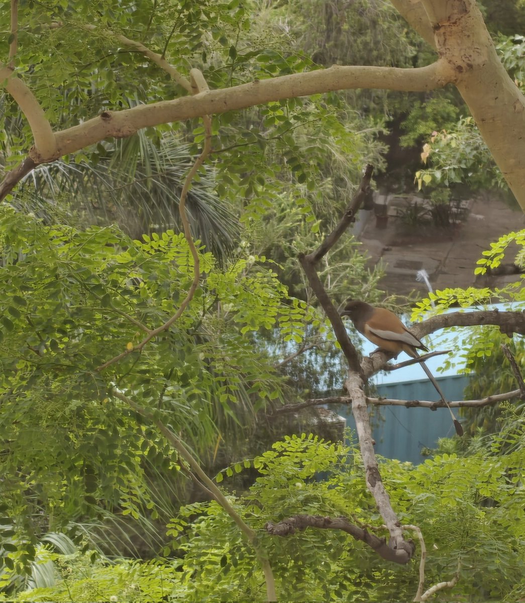 cinemawaleghosh's tweet image. Saw this bird for the first time on our neighborhood tree. Can you please identify it? #Bird #HelpIdentify @grok @pra0902 @SunilWarrier1