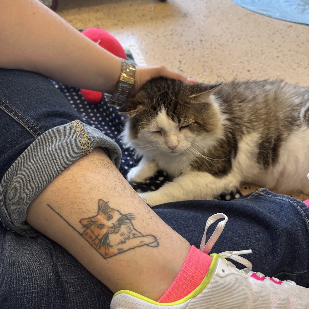 TreeHouseCats's tweet image. Ever loved cats so much you made it permanent? 💉😼
#TeamTreeHouse did—with some seriously paw-some ink to prove it! 🐾
Do you have a “cattoo” to show off your feline devotion? Let us know in the comments! ⬇️
#TreeHouseCats #Tattoos #NationalTattooDay #Cats #CatLover
