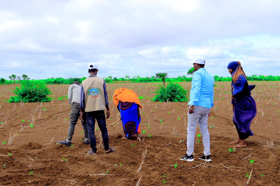 CODHNET's tweet image. 🌾 Field visit!
CoDHNet teams are on the ground supporting farmers &amp;amp; monitoring crop growth as part of our sustainable agriculture &amp;amp; food security efforts in Baidoa SW state.
💪 Local solutions = lasting impact
#CoDHNet #FoodSecurity #Livelihoods #Somalia #AgroSupport #Resilience