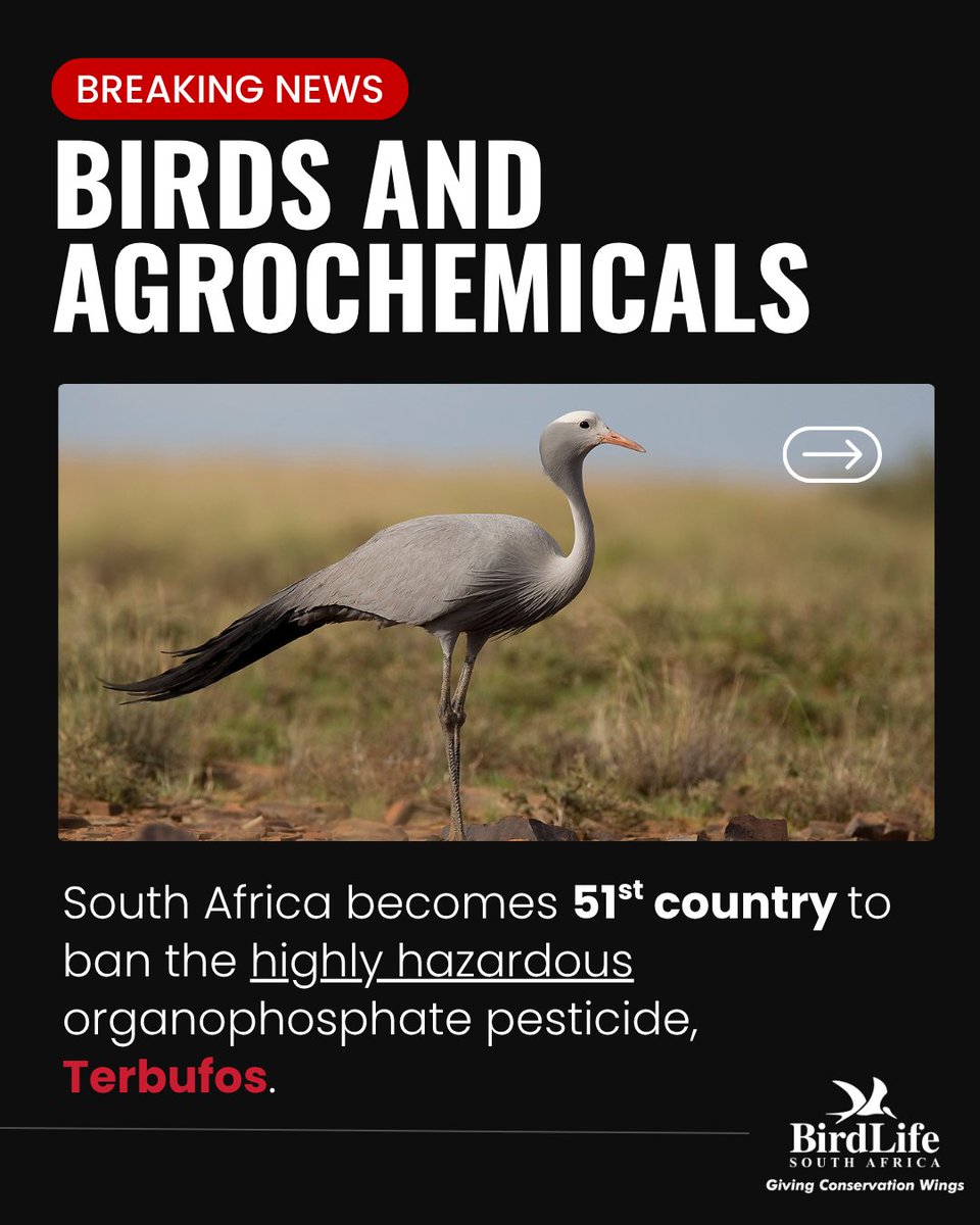 BirdLife_SA's tweet image. 🎉 Big win for people and the planet! 🌍🇿🇦 South Africa just became the 51st country to ban the toxic pesticide Terbufos! Goodbye, poison, hello progress! 🚫🐦🌾