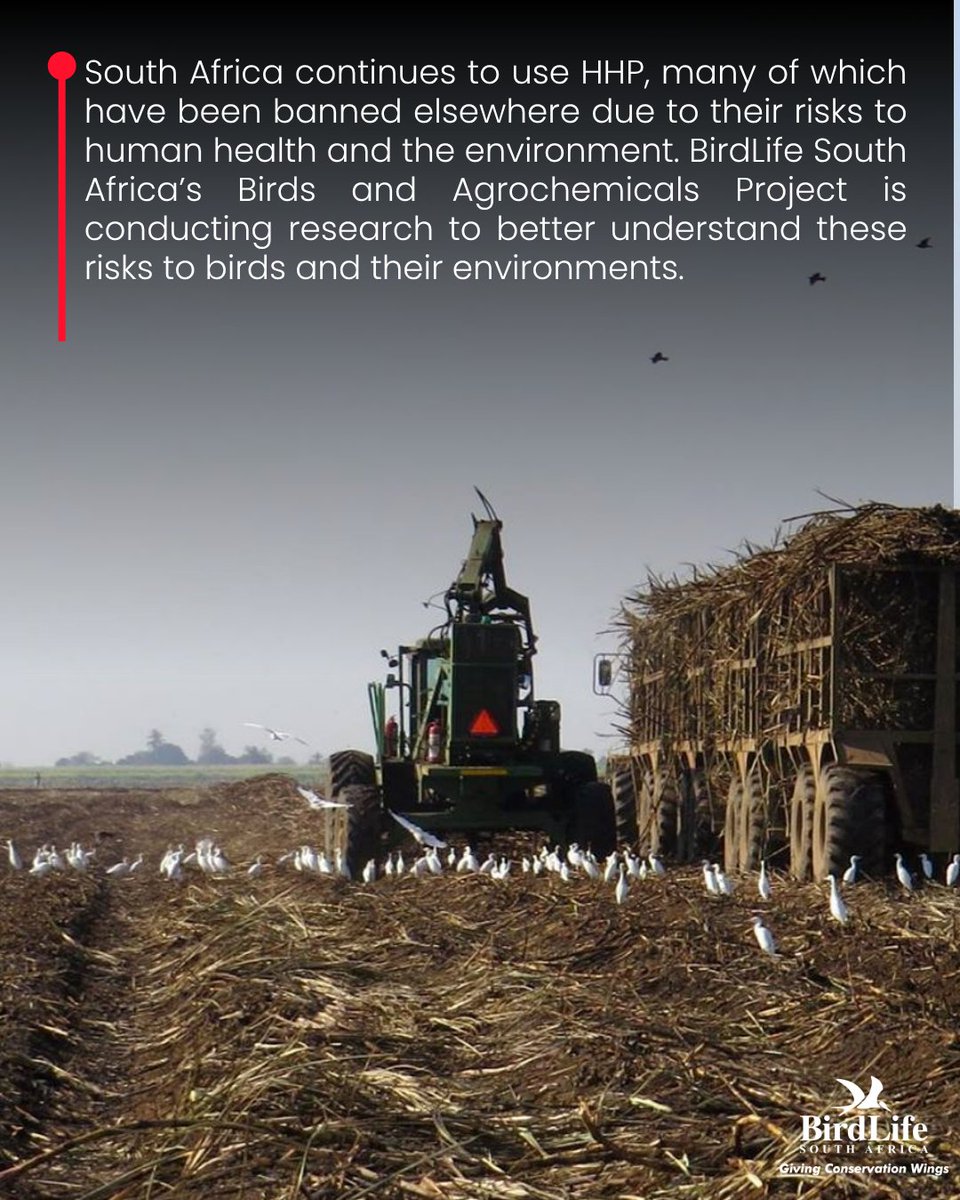 BirdLife_SA's tweet image. 🎉 Big win for people and the planet! 🌍🇿🇦 South Africa just became the 51st country to ban the toxic pesticide Terbufos! Goodbye, poison, hello progress! 🚫🐦🌾