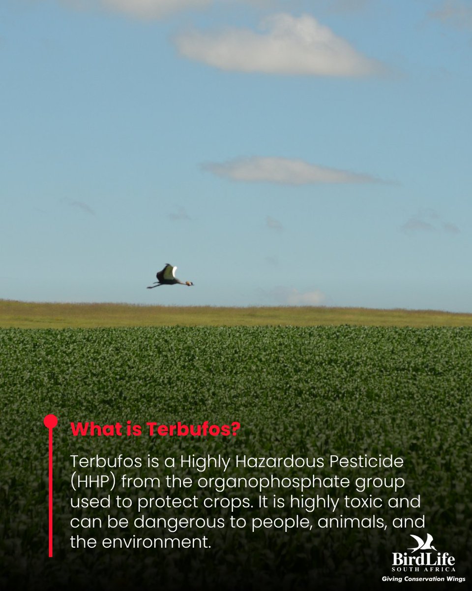 BirdLife_SA's tweet image. 🎉 Big win for people and the planet! 🌍🇿🇦 South Africa just became the 51st country to ban the toxic pesticide Terbufos! Goodbye, poison, hello progress! 🚫🐦🌾