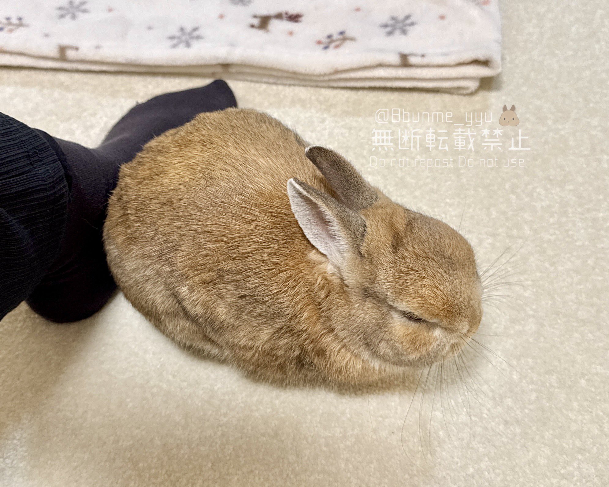 うさぎのうい🐰 on X: 