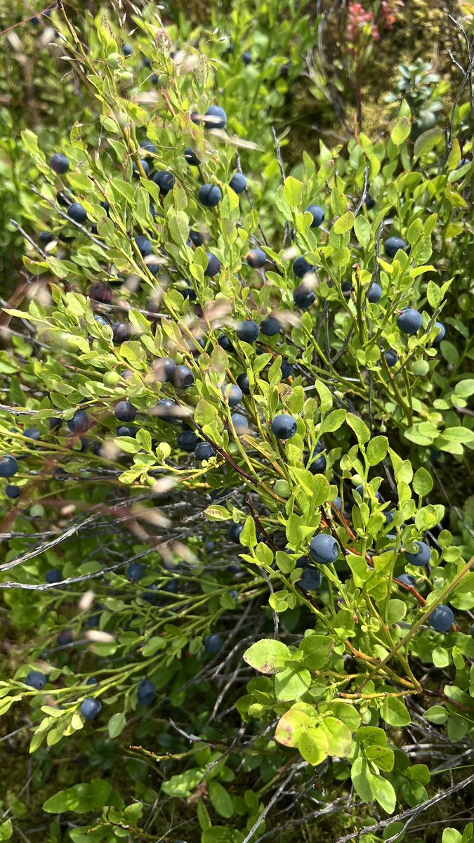 รอบสอง ที่ประจำใกล้บ้าน คนเดียว1.5 kg  พอค่ะ 
ร้อนและเหนื่อยเหลือเกินนน  ต้องทำพายไปงานวันเกิดข้างบ้าน
ของโปรด จข.วันเกิด  ของขวัญซื้อจะดีไปกว่าแรงงานความตั้งใจได้ไง💪🏻