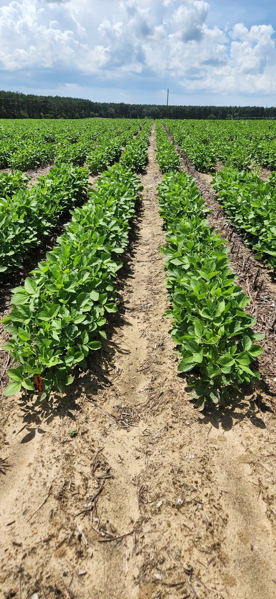 Year 3 of a portion of graduate student Adam Whitfield's PhD research simulating defoliation injury to soybeans and refining treatment thresholds. No injury versus 100% defoliation at late vegetative stage. Yield loss on this early stage extreme defoliation?