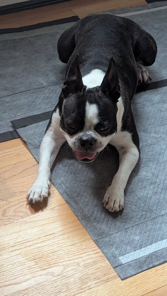 I think I have a dog now