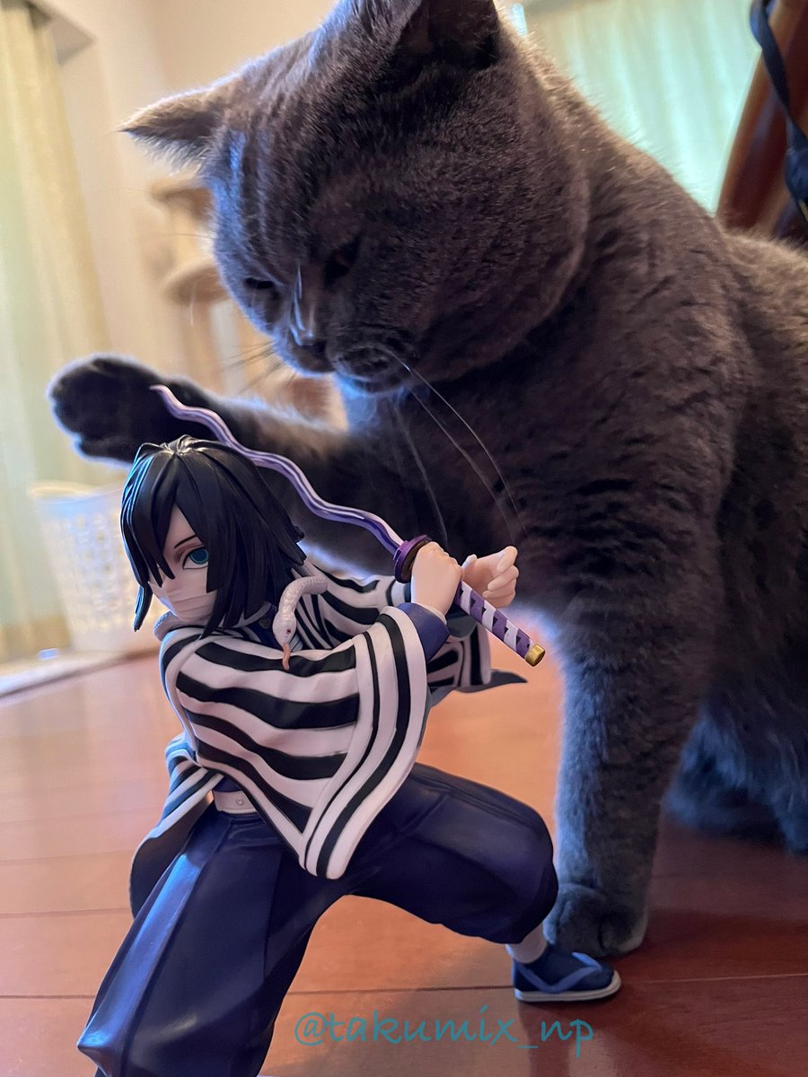 無限城編に備えて
続きを📮するの忘れてました！
猗窩座さん vs 上弦の猫むう！？
明日の朝に！！
(上弦の猫むう vs 伊黒さんを置いとくね)

#鬼滅の刃 #上弦の猫 #ブリティッシュショートヘア #猫のいる暮らし #ねこかわいいね