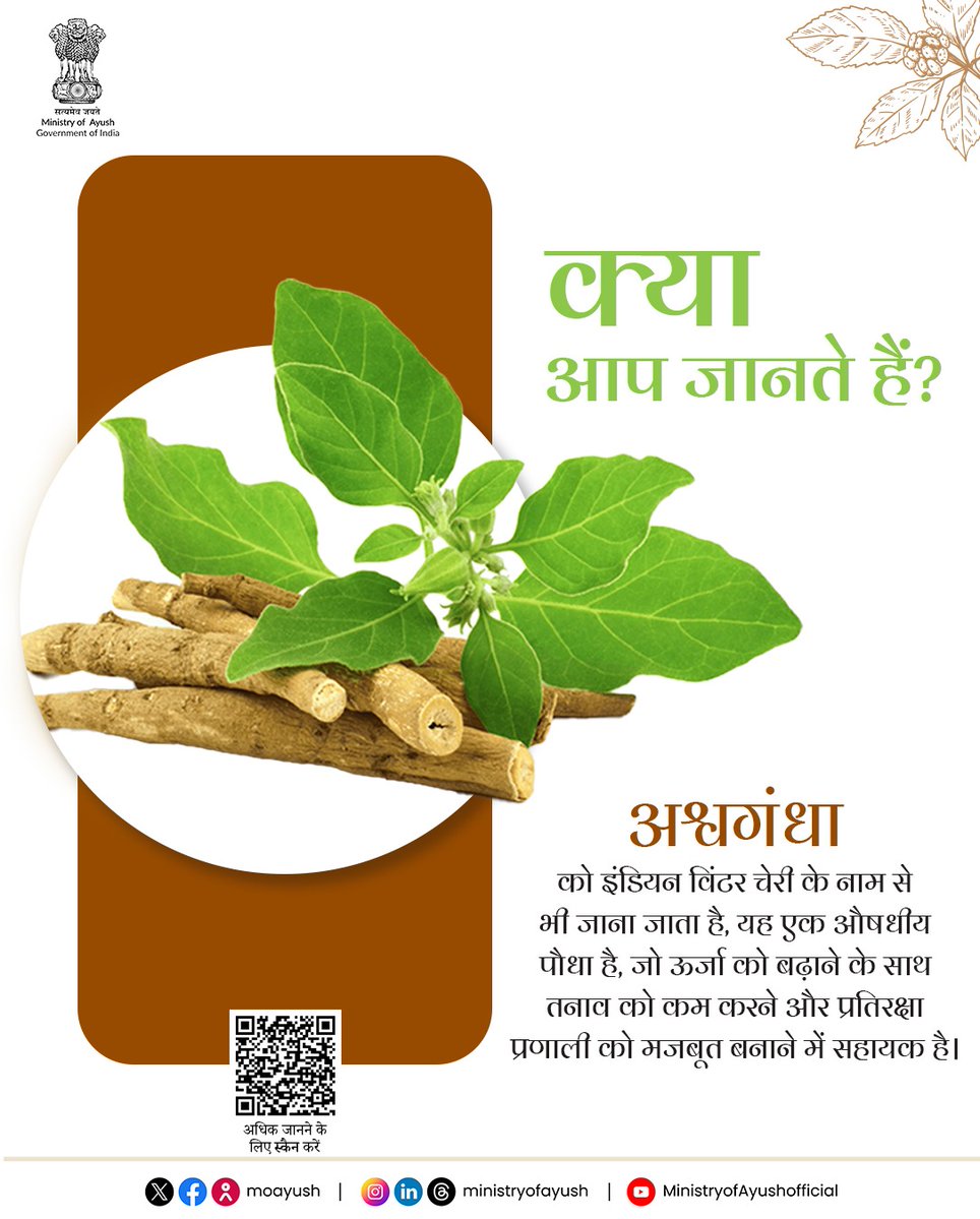 Ministry of Ayush (@moayush) on Twitter photo рдЕрд╢реНрд╡рдЧрдВрдзрд╛, рдПрдХ рдФрд╖рдзреАрдп рдкреМрдзрд╛ рд╣реИред рд╕реНрд╡рд╛рд╕реНрдереНрдп рд▓рд╛рднреЛрдВ рдХреЗ рд▓рд┐рдП рдЖрдпреБрд░реНрд╡реЗрдж рдореЗрдВ рдЗрд╕рдХрд╛ рдЗрд╕реНрддреЗрдорд╛рд▓ рд╕рд╛рд▓реЛрдВ рд╕реЗ рдХрд┐рдпрд╛ рдЬрд╛ рд░рд╣рд╛ рд╣реИред рдпрд╣ рддрдирд╛рд╡ рдХрдо рдХрд░рдиреЗ рдХреЗ рд╕рд╛рде рдкреНрд░рддрд┐рд░рдХреНрд╖рд╛ рдкреНрд░рдгрд╛рд▓реА рдХреЛ рдордЬрдмреВрдд рдмрдирд╛рддрд╛ рд╣реИред рдЗрд╕ рд╡рд┐рд╖рдп рдореЗрдВ рдЕрдзрд┐рдХ рдЬрд╛рдирдиреЗ рдХреЗ рд▓рд┐рдП рдХреНрдпреВрдЖрд░ рдХреЛрдб рдХреЛ рд╕реНрдХреИрди рдХрд░реЗрдВред
#DoYouKnow #Ashvagandha #Ayurveda
<a href="/PMOIndia/">PMO India</a> <a href="/narendramodi/">Narendra Modi</a> рдЕрд╢реНрд╡рдЧрдВрдзрд╛, рдПрдХ рдФрд╖рдзреАрдп рдкреМрдзрд╛ рд╣реИред рд╕реНрд╡рд╛рд╕реНрдереНрдп рд▓рд╛рднреЛрдВ рдХреЗ рд▓рд┐рдП рдЖрдпреБрд░реНрд╡реЗрдж рдореЗрдВ рдЗрд╕рдХрд╛ рдЗрд╕реНрддреЗрдорд╛рд▓ рд╕рд╛рд▓реЛрдВ рд╕реЗ рдХрд┐рдпрд╛ рдЬрд╛ рд░рд╣рд╛ рд╣реИред рдпрд╣ рддрдирд╛рд╡ рдХрдо рдХрд░рдиреЗ рдХреЗ рд╕рд╛рде рдкреНрд░рддрд┐рд░рдХреНрд╖рд╛ рдкреНрд░рдгрд╛рд▓реА рдХреЛ рдордЬрдмреВрдд рдмрдирд╛рддрд╛ рд╣реИред рдЗрд╕ рд╡рд┐рд╖рдп рдореЗрдВ рдЕрдзрд┐рдХ рдЬрд╛рдирдиреЗ рдХреЗ рд▓рд┐рдП рдХреНрдпреВрдЖрд░ рдХреЛрдб рдХреЛ рд╕реНрдХреИрди рдХрд░реЗрдВред
#DoYouKnow #Ashvagandha #Ayurveda
<a href="/PMOIndia/">PMO India</a> <a href="/narendramodi/">Narendra Modi</a>