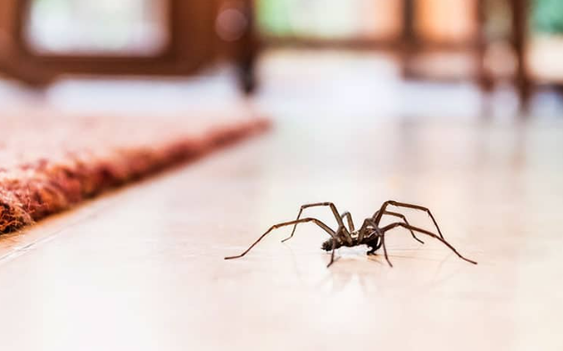 safepestqld's tweet image. Say goodbye to spiders and bugs! 🕷️ Safe Pest Control Brisbane removes them all with proven methods and long-lasting results. Call the experts! 🛠️📞
 #SpiderRemoval #BrisbaneExperts #BugFreeLiving