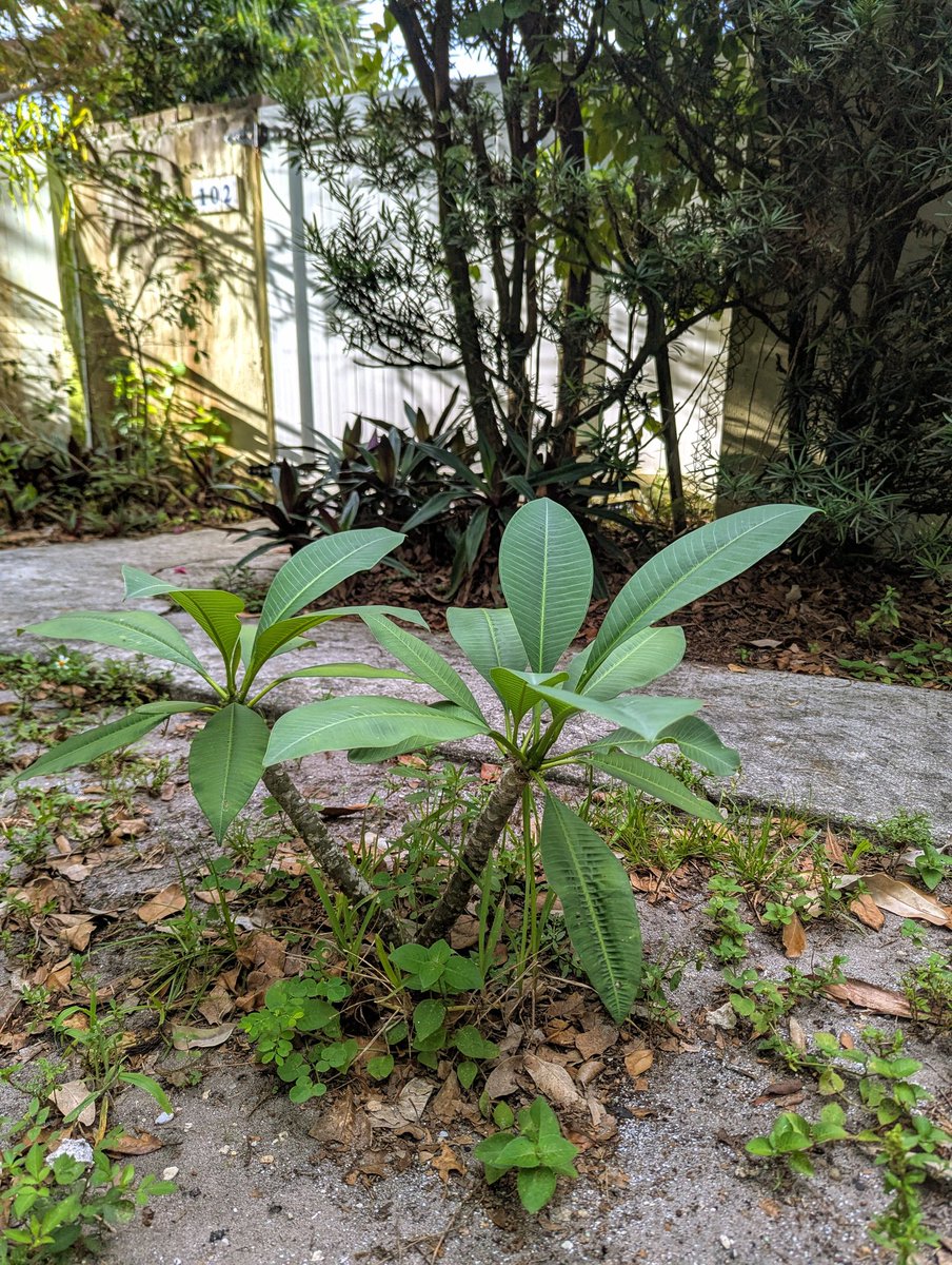 BrittanyWallman's tweet image. On a run a year or two ago, a man saw me photographing his gorgeous frangipani tree 🌺 He tore a branch off, handed it to me and said "Just stick this in the ground. It'll grow."
