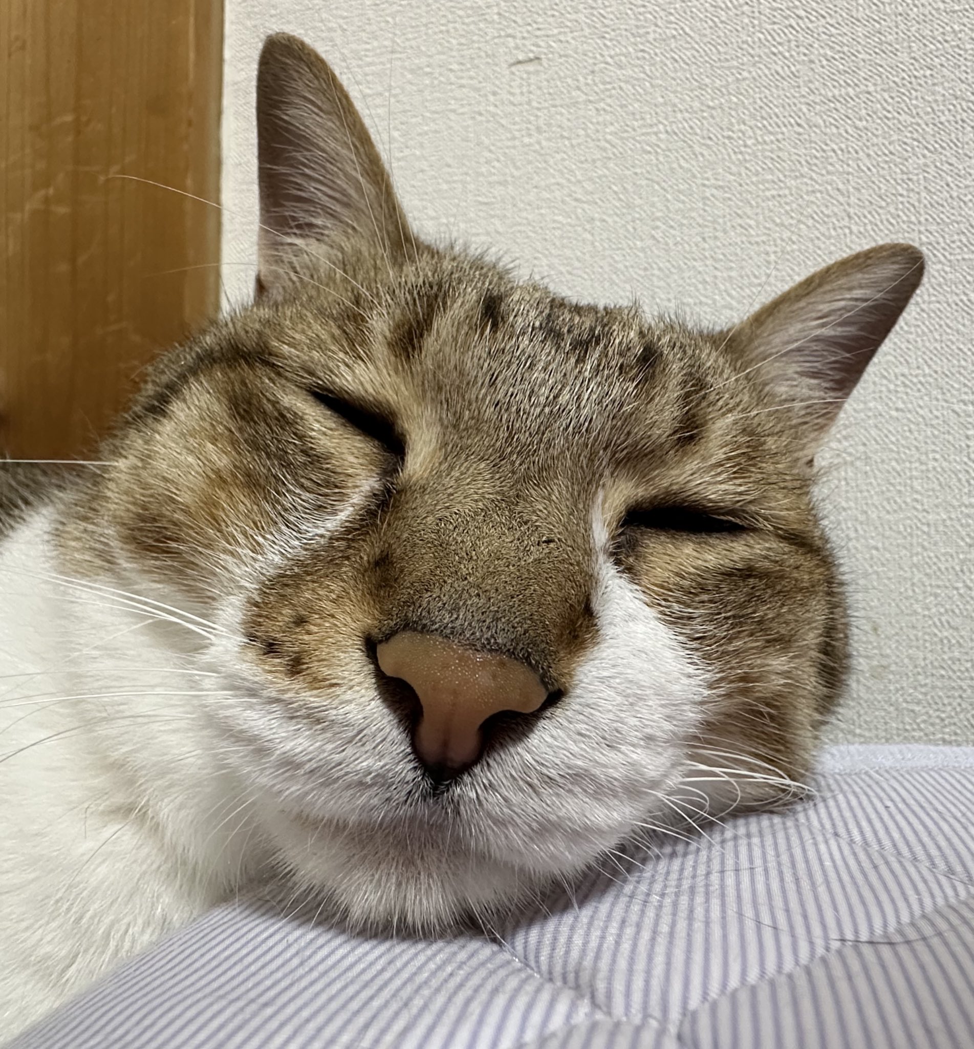 もるきち on X: 