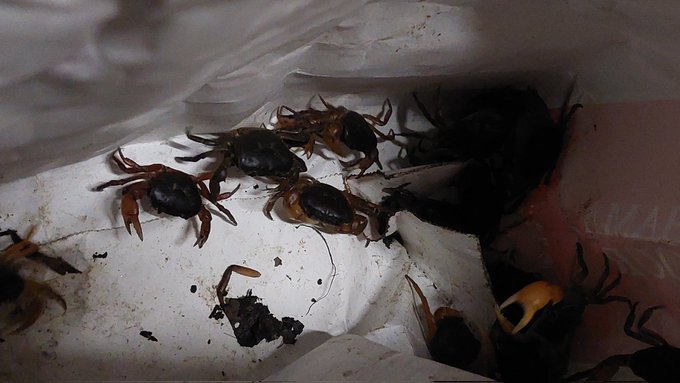 その辺で獲ってきたサワガニを揚げて  食う 美味し 