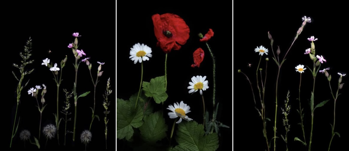 Aperture Woolwich PS (@aperturewps) on Twitter photo A winning tryptych by Katherine Hill who came first in our Panel of Three competition at <a href="/MycenaeHouse/">Mycenae House</a> A winning tryptych by Katherine Hill who came first in our Panel of Three competition at <a href="/MycenaeHouse/">Mycenae House</a>