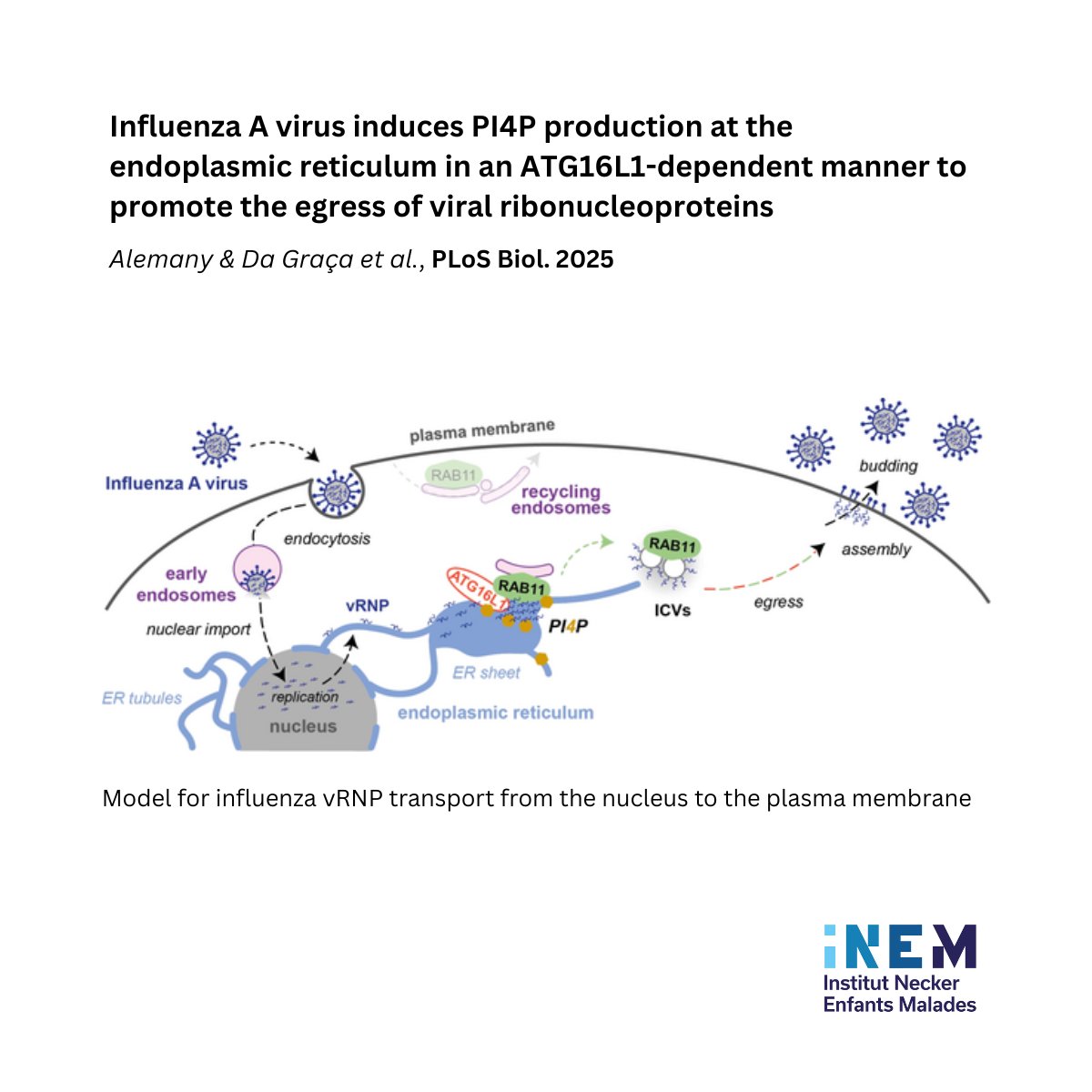 [PUBLICATION] The <a href="/MEMBRAMICS_lab/">Morel Lab🇪🇺</a> shows how Influenza A virus rewires ER lipid metabolism to promote viral ribonucleoproteins egress. 🦠

📖 journals.plos.org/plosbiology/ar…
Carla Alemany <a href="/JulianeDaGraca/">Juliane Da Graça</a> sharing the first authorship 👏🏼

w/ <a href="/institutpasteur/">Institut Pasteur, since 1887</a>  &amp; IPNP
<a href="/PLOSBiology/">PLOS Biology</a>