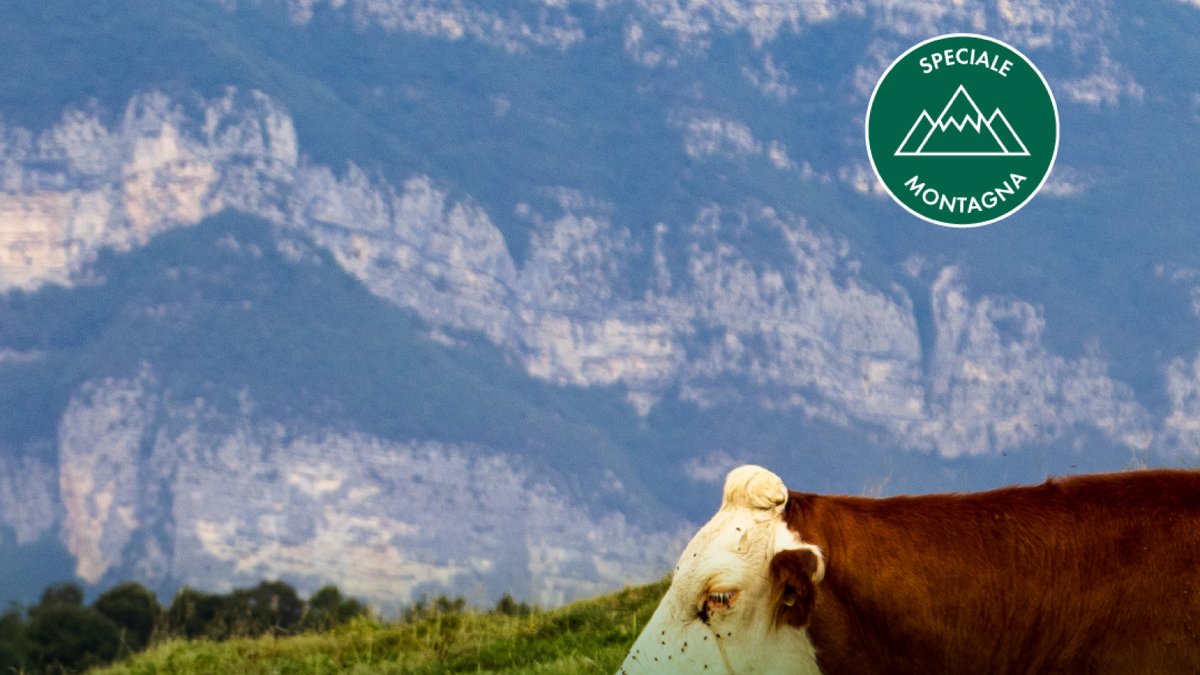 🌲 Dalla #Lessinia alla #Sila, dai #concerti in alta quota ai 200 anni dello #Stelvio, fino a #sostenibilità e #turismo consapevole. Con l'uscita del nuovo numero di #MAPPE, su touringclub.it speciale #montagna, con #itinerari e consigli per scoprire l'Italia dall'alto.